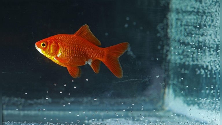Water Heater Smells Like Fish